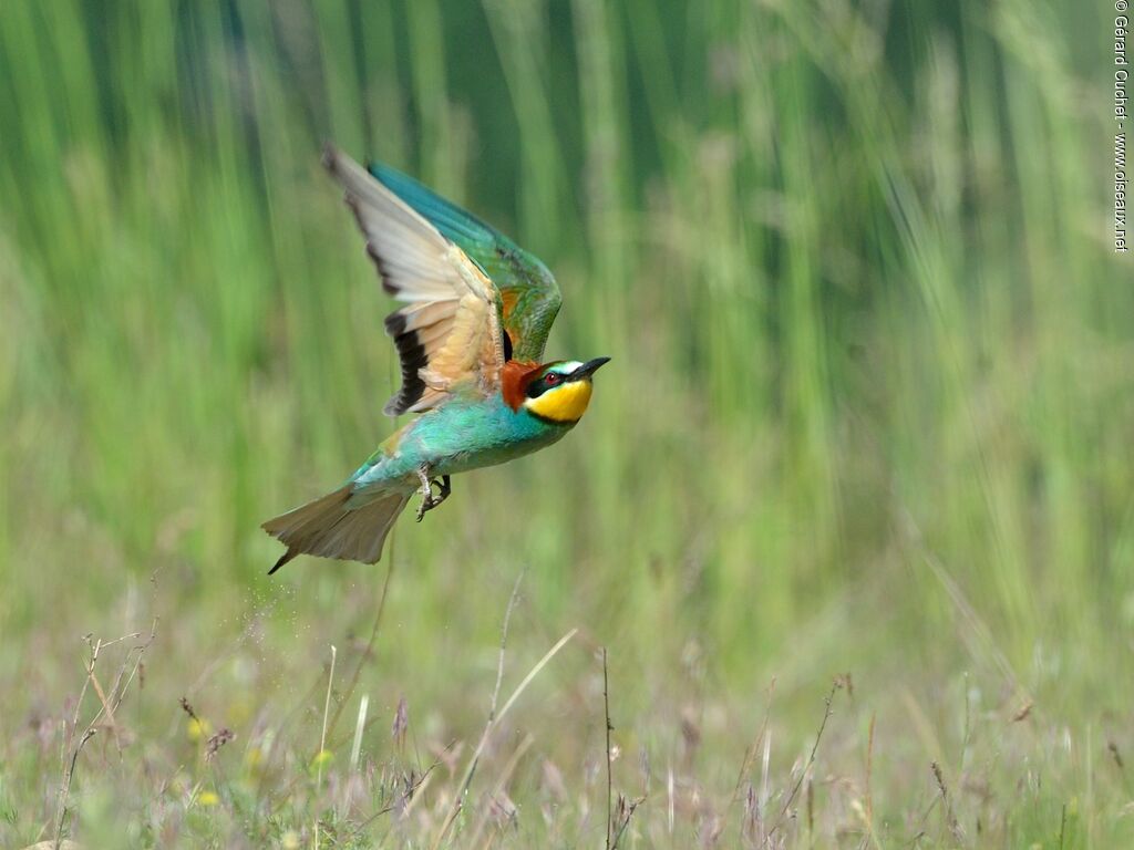 European Bee-eater