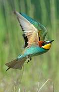 European Bee-eater