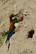 European Bee-eater