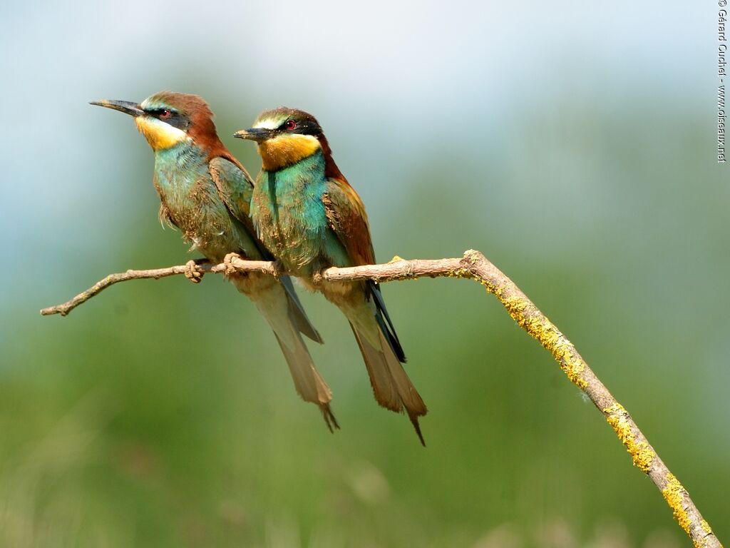 European Bee-eater