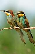 European Bee-eater