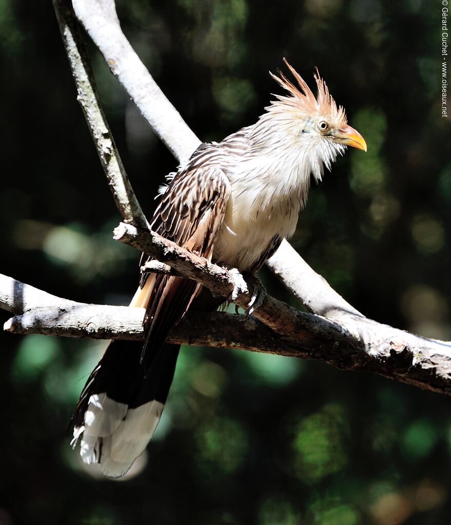 Guira cantara