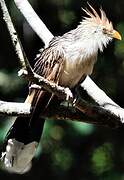 Guira Cuckoo