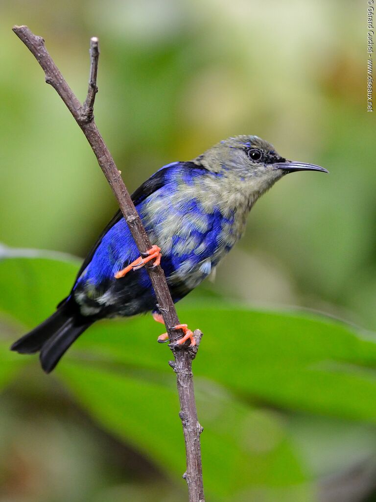 Red-legged Honeycreeper