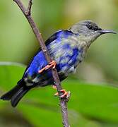 Red-legged Honeycreeper