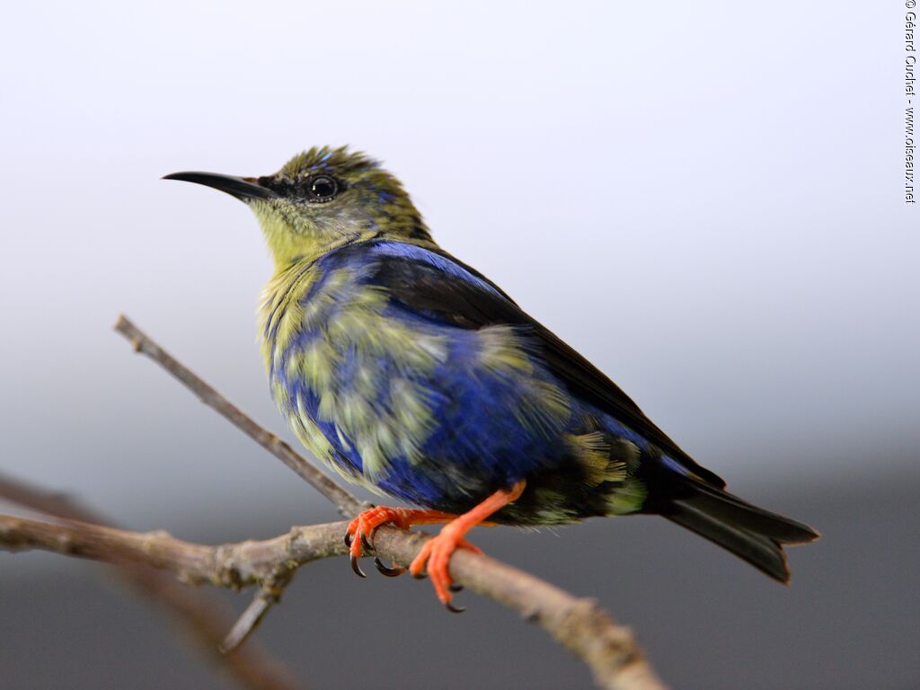 Red-legged Honeycreeper