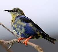 Red-legged Honeycreeper