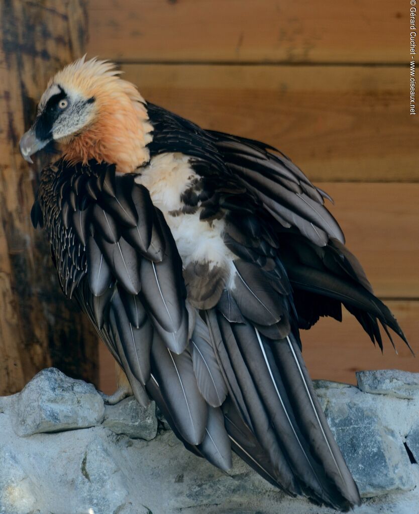 Bearded Vulture