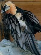 Bearded Vulture