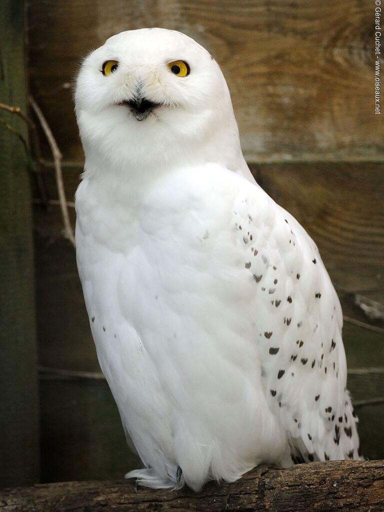 Harfang des neiges