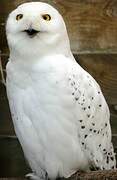 Snowy Owl