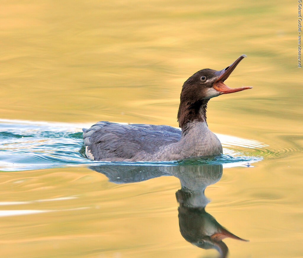 Common Merganser