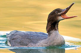 Common Merganser