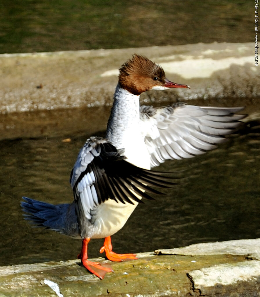 Common Merganser