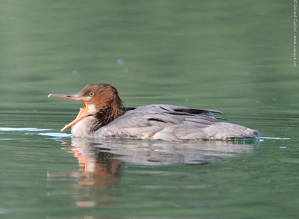 Common Merganser