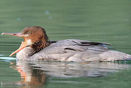 Common Merganser