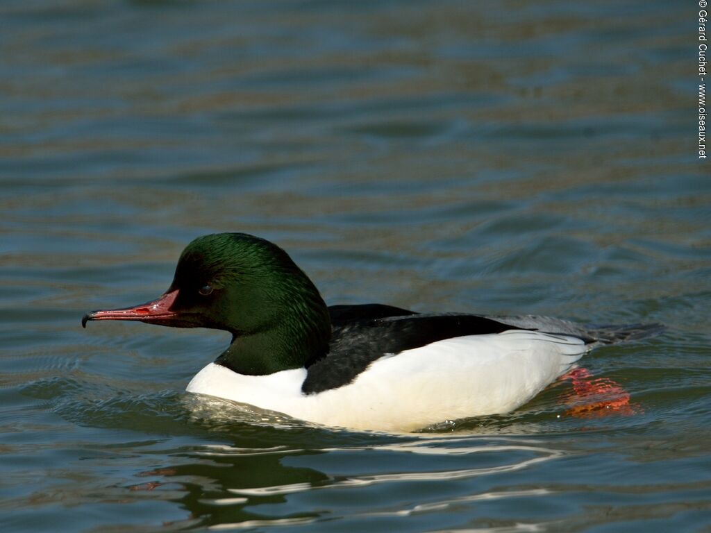 Common Merganser