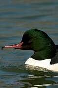 Common Merganser