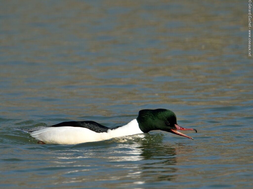 Common Merganser