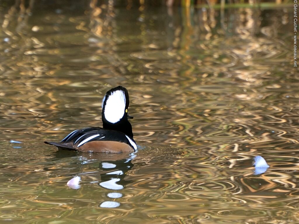 Hooded Merganser