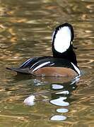 Hooded Merganser