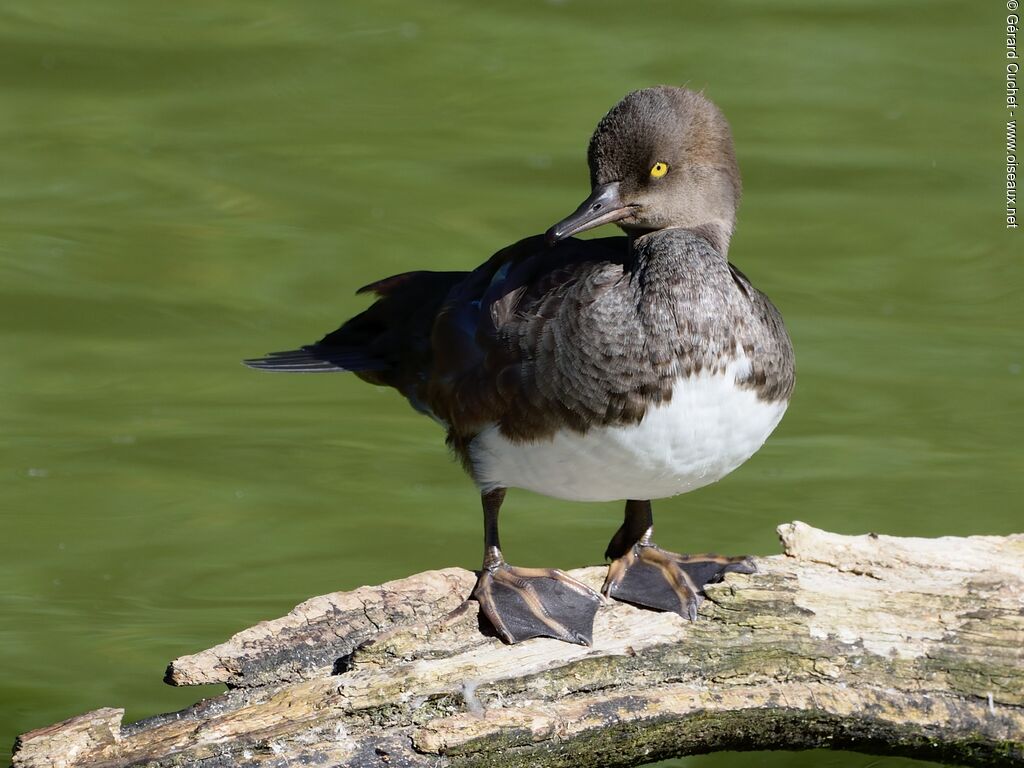 Hooded Merganser