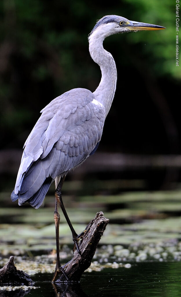 Grey Heron