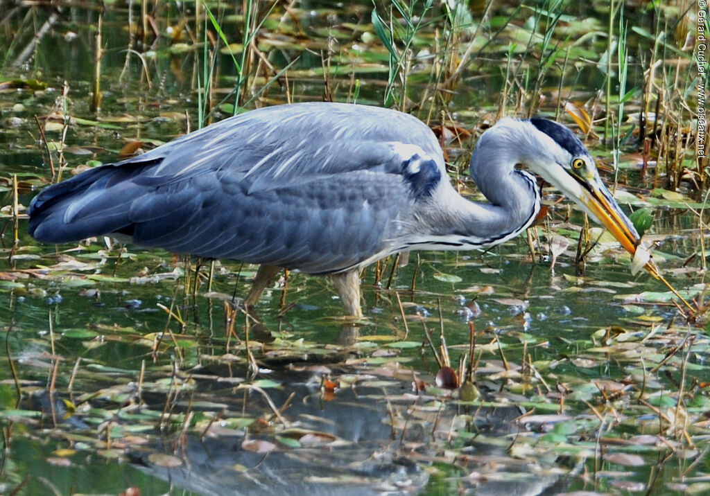 Grey Heron