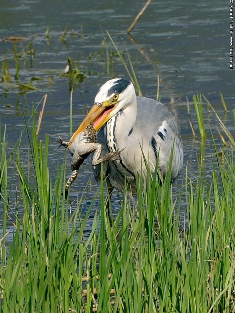 Grey Heron