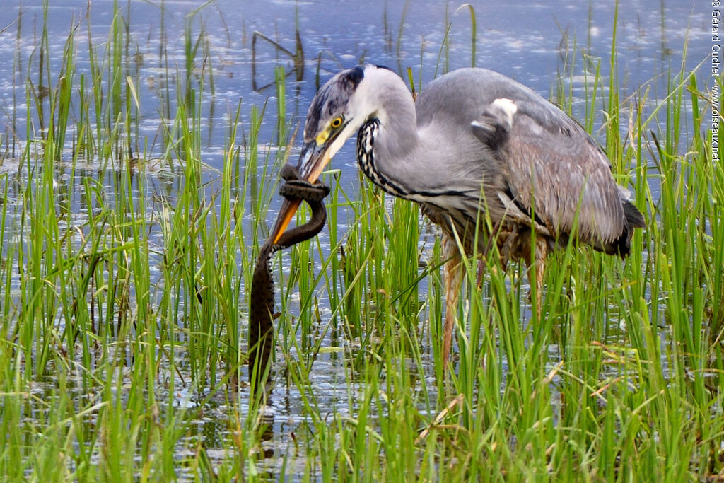 Héron cendré, pêche/chasse, mange