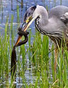 Grey Heron