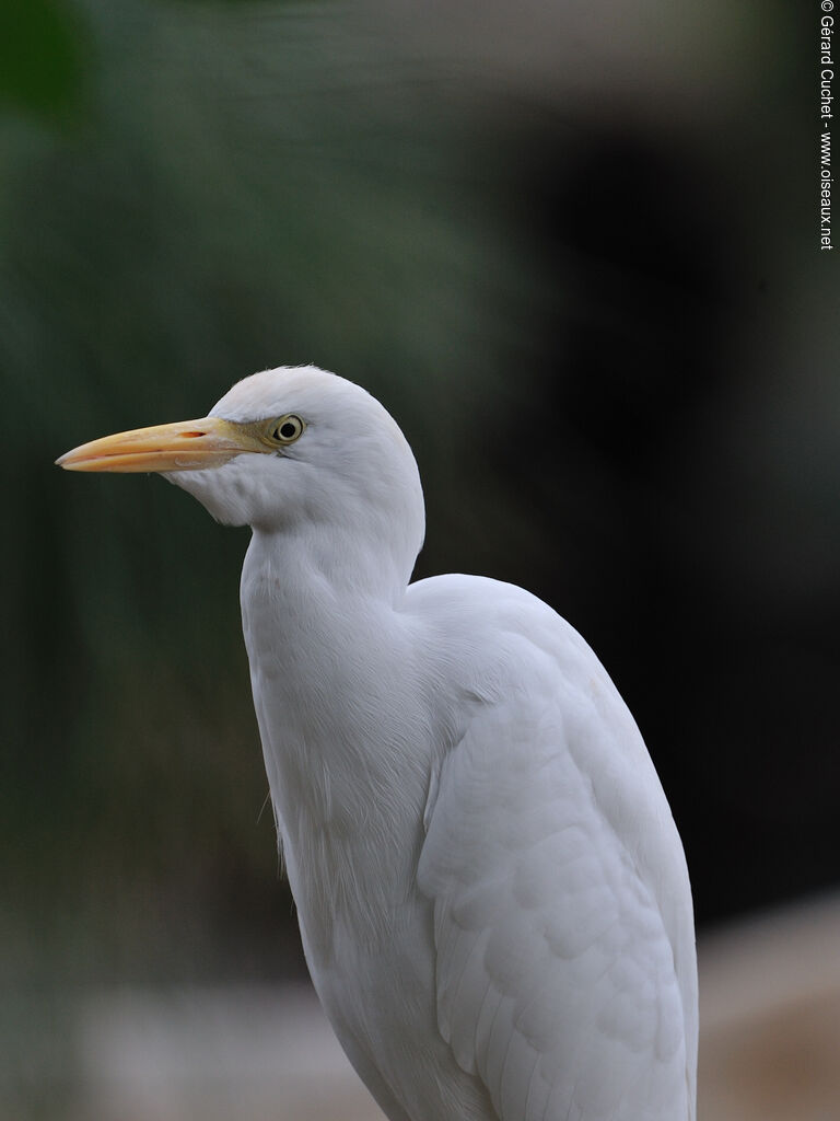 Western Cattle Egret