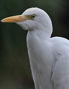 Western Cattle Egret