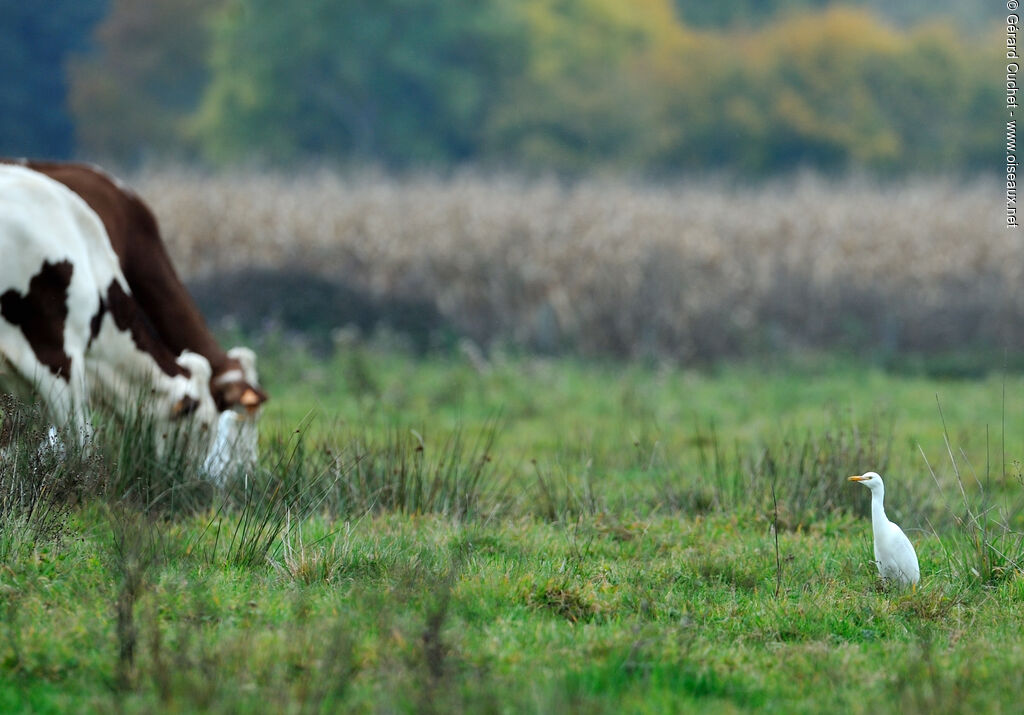 Western Cattle Egret