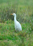 Western Cattle Egret