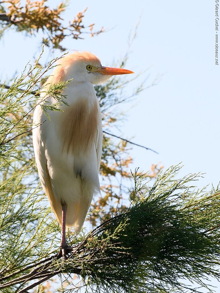 Western Cattle Egret