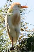 Western Cattle Egret