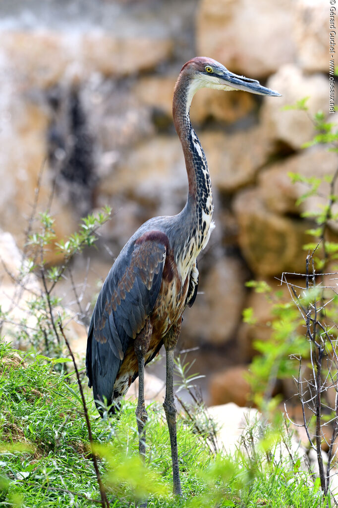 Héron goliath, identification, pigmentation