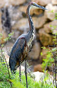 Goliath Heron