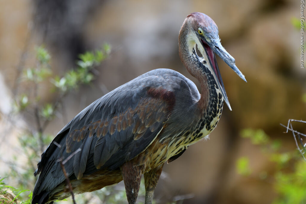 Héron goliath, portrait