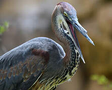 Goliath Heron