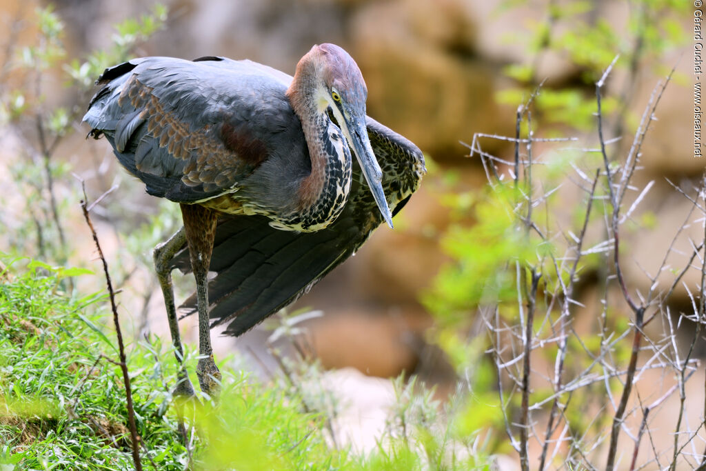 Goliath Heron, aspect