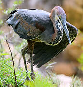 Goliath Heron