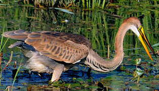 Purple Heron