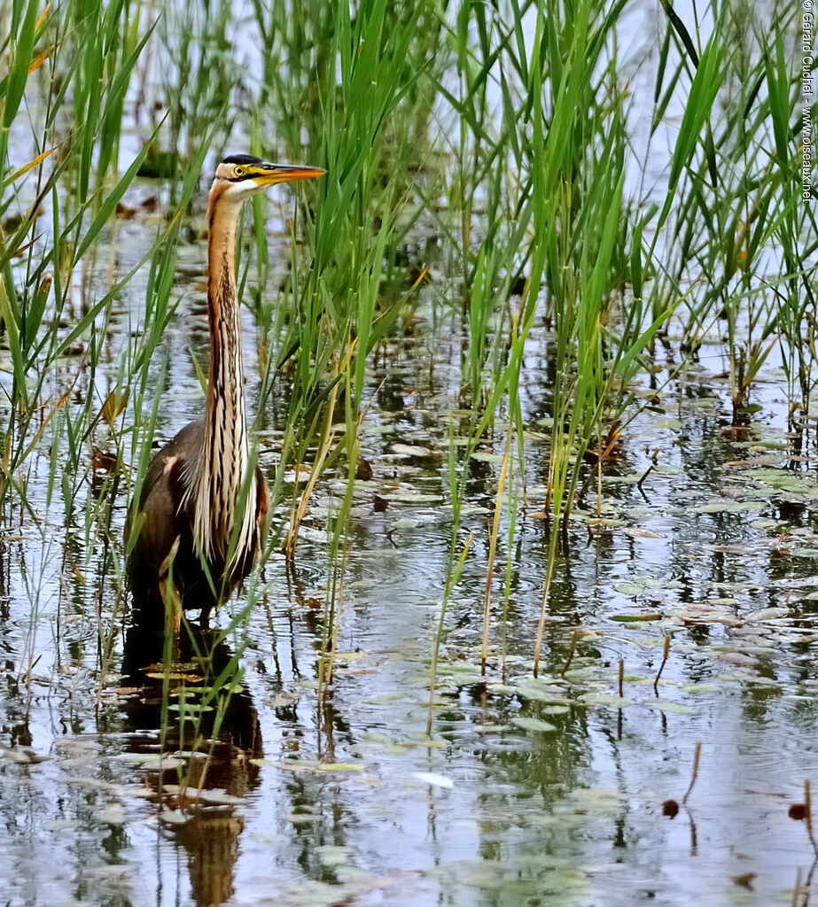 Purple Heron