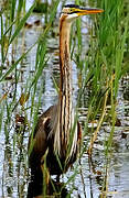 Purple Heron