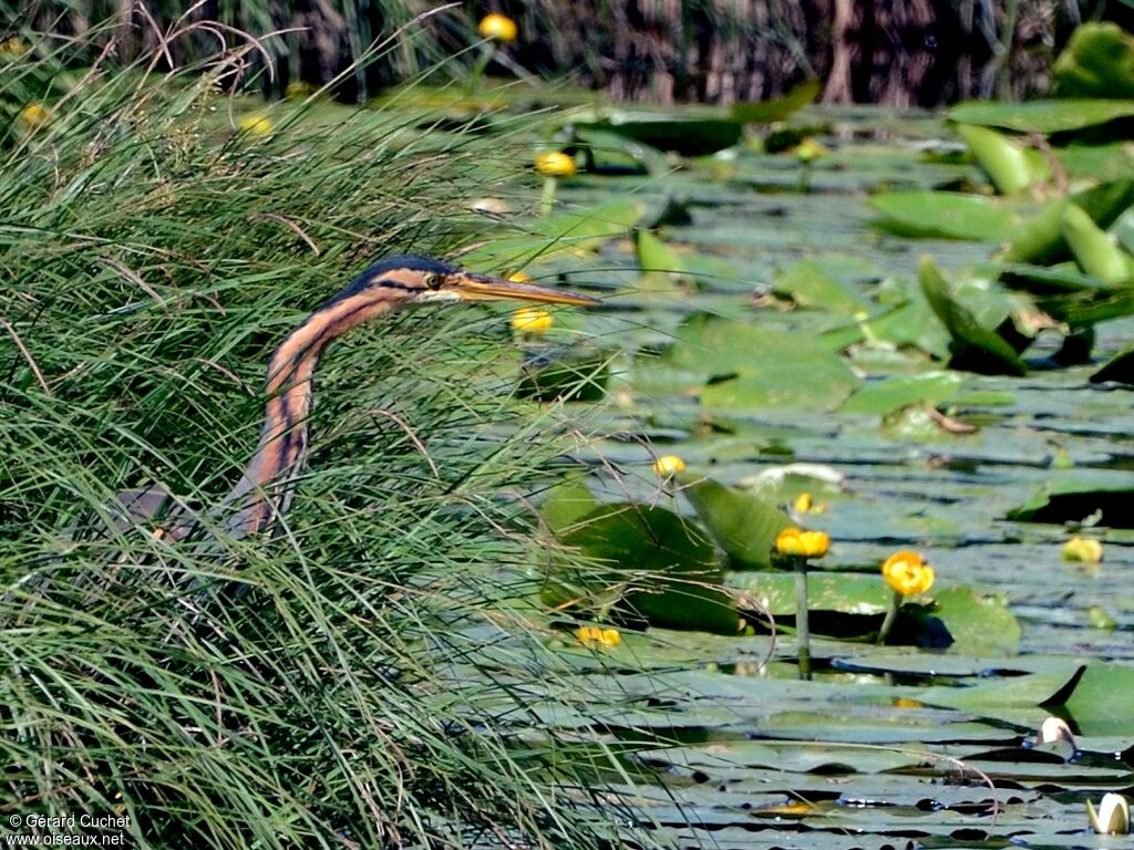 Purple Heron