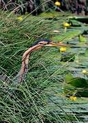 Purple Heron