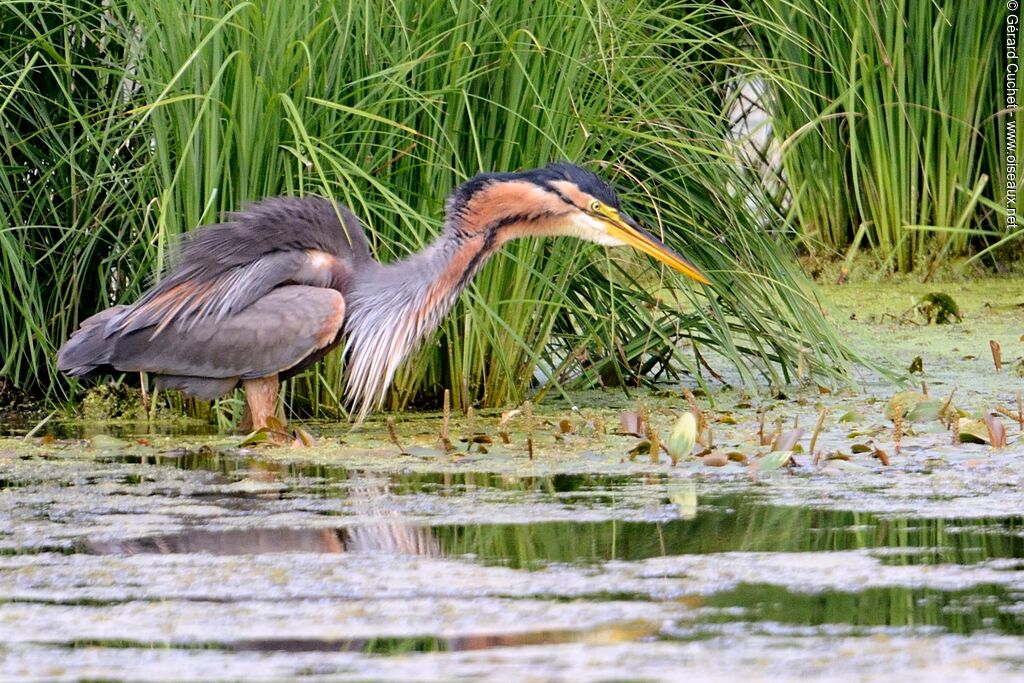 Purple Heron