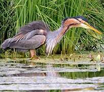 Purple Heron